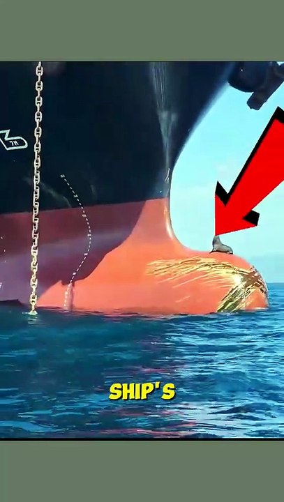 Why Do Seals Love Riding on Ships 🦭🚢 Seals Ocea...