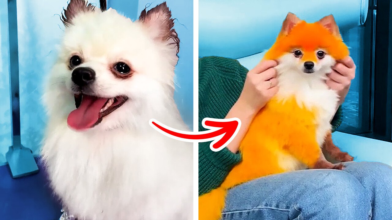 Charming Pet Transformations You Can Do at Home