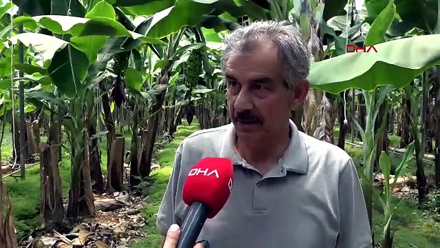 Üretim 4 katına çıktı, fiyatlar çöktü! Serada 20 TL'ye satılıyor