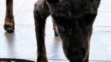 He Had Given Up Until Someone Saved Him 💔➡️❤️