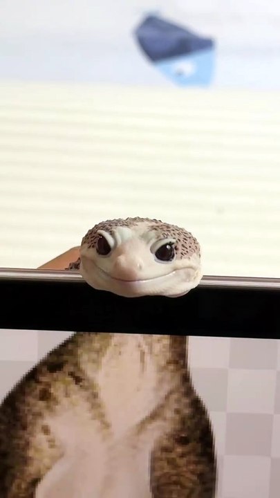 When Your Leopard Gecko Thinks He’s a T-Rex 😂🦕