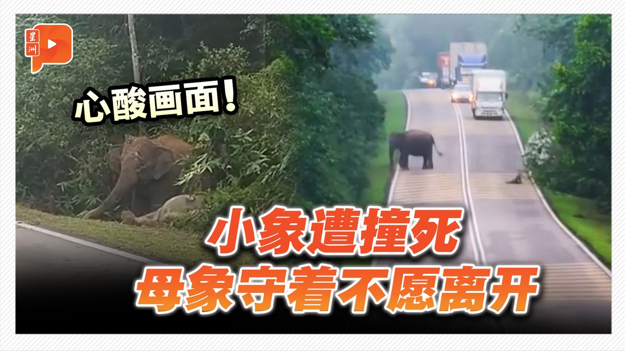 心酸画面！小象遭撞毙 母象守着不愿离开