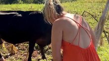 Now that the corn has been harvested, the cows can go in and eat the stalks 🙌🏻