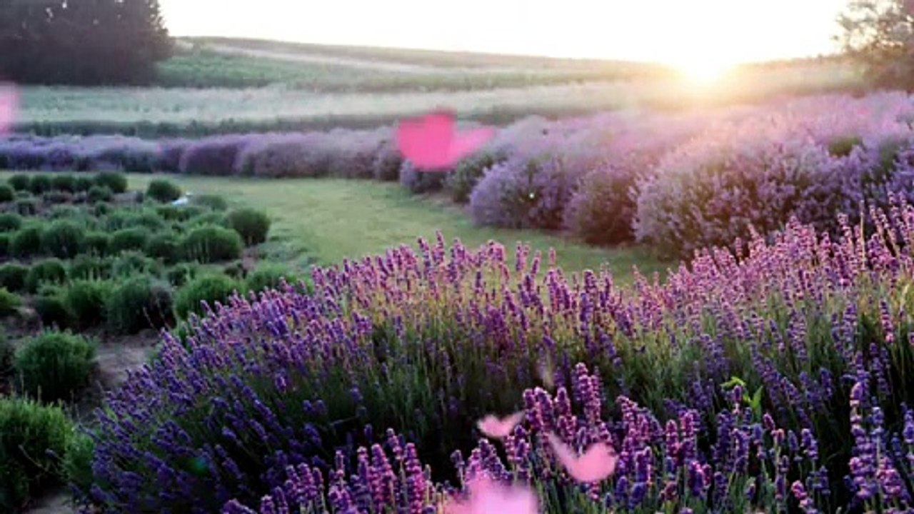 🌿 Vallée de Lavande – Musique Relaxante et Nature Apaisante pour Détente et Sommeil 🌿