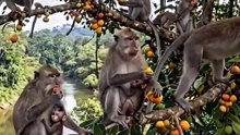 Monyet makan buah buahan