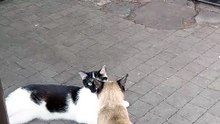 Are they in love... or not? :) #cats #funnycats #catlovers