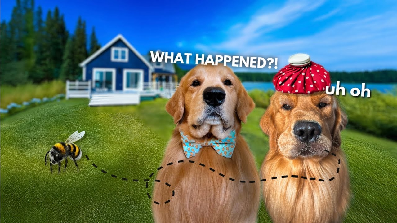 My Dogs Rented a Lake House - TODD GOT STUNG!