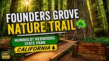 Founders Grove Nature Trail ☘️ | Humboldt Redwoods State Park California 4K 60 FPS