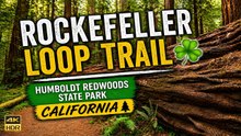 Rockefeller Loop Trail ☘️ | Humboldt Redwoods State Park California 4K 60 FPS