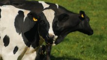 Cows on line disrupt rail services linking London Euston and Scotland