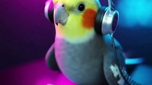 DJ Cockatiel 🤣