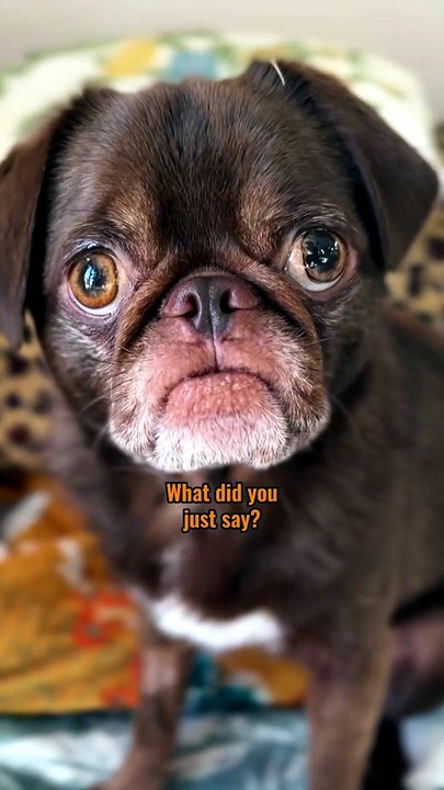 Pug kingdom bulletin
