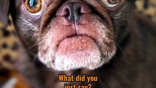 Pug kingdom bulletin