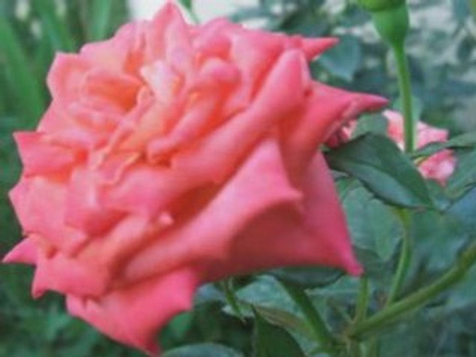 Everything Is Coming Up Roses!