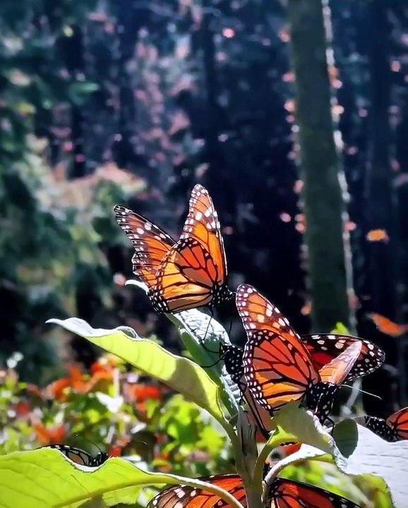 nature