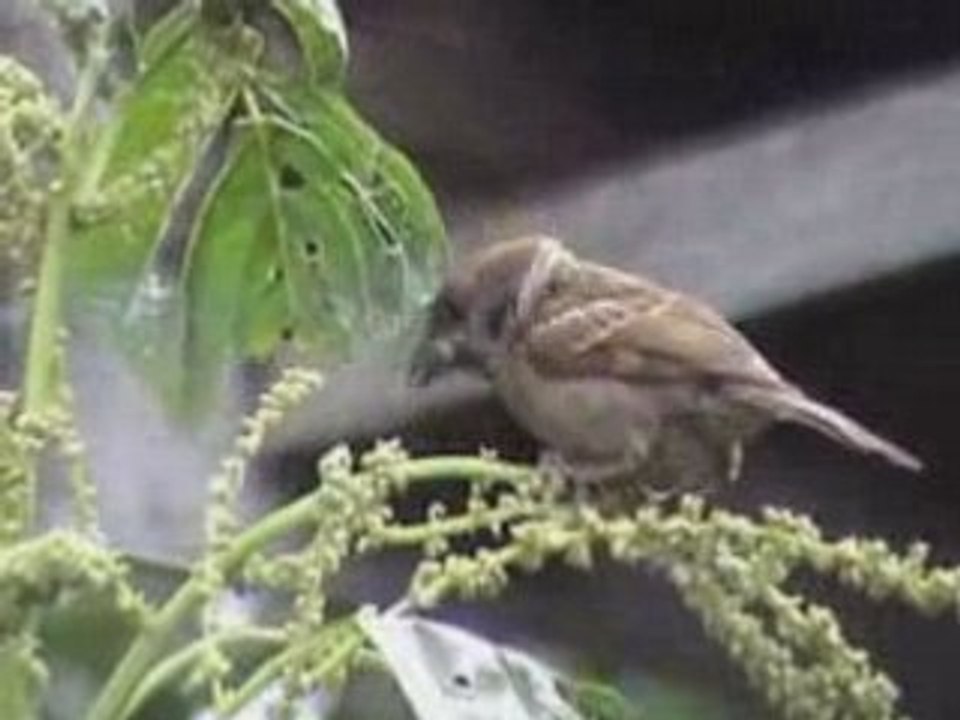 Twittey Bird