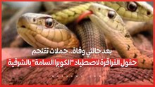 بعد حالتي وفاة.. حملات تقتحم حقول القراقرة لاصطياد "الكوبرا السامة" بالشرقية