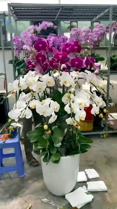 Lan Hồ Điệp Tím – Điểm Nhấn Tinh Tế Cho Mọi Không Gian