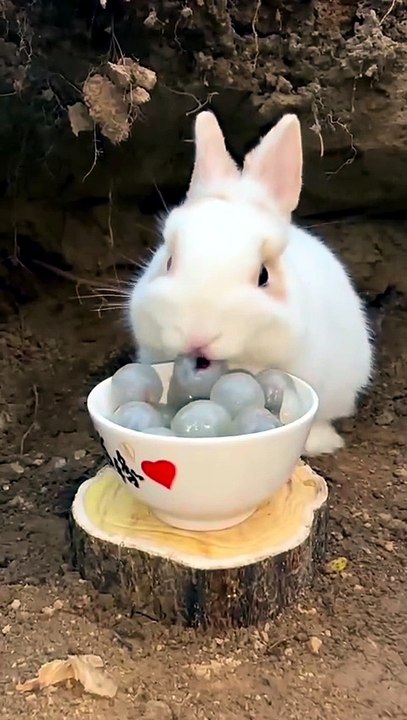 Funny Bunny Eating Compilation (Pure Serotonin)