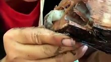 Elle trouve une larve dans un morceau de bois et la mange direct dans la forêt