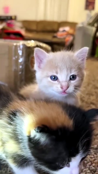 Kitten meows. (Play this to make your cat go crazy)