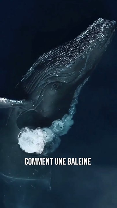 Les baleines ne dorment jamais complètement… 😳🐋