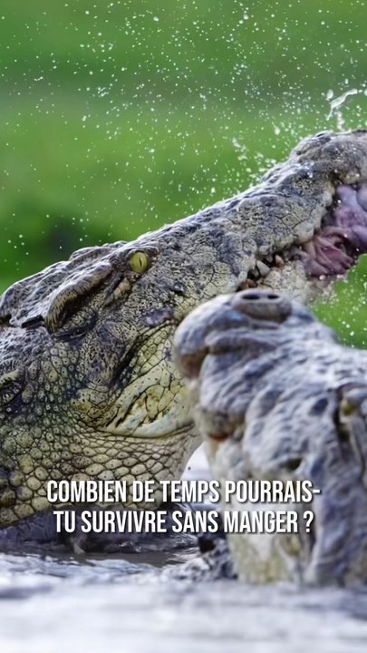 Cet animal peut rester plusieurs mois sans manger 🤯🐊