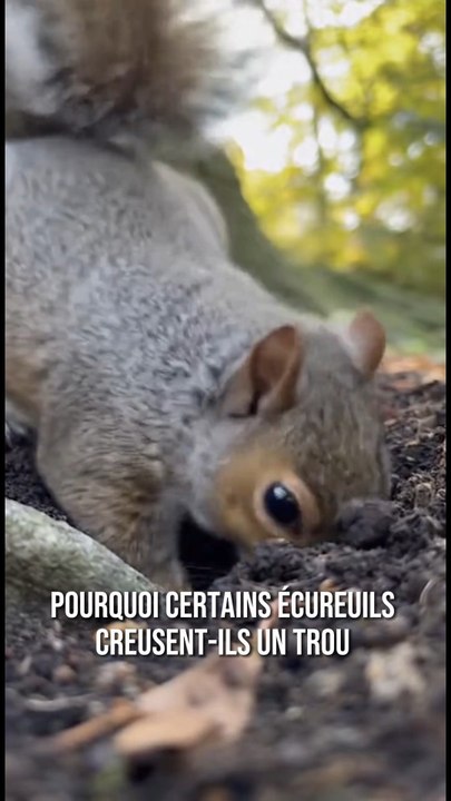 Pourquoi les écureuils creusent-ils parfois pour rien ? 🤔🐿️