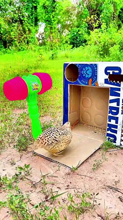 Trap quail