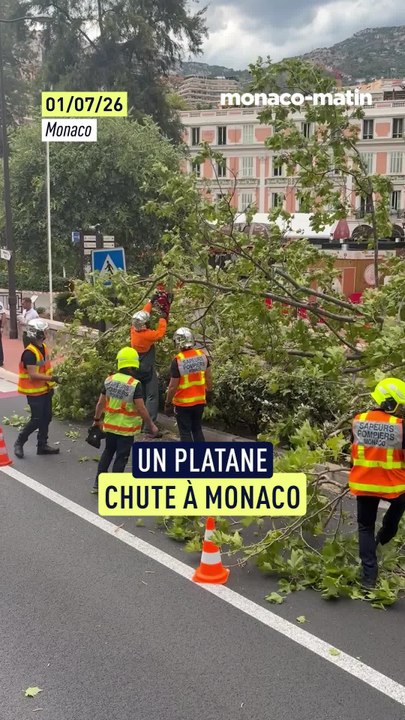 Un platane s’écrase sur la chaussée près de la place d’Armes à Monaco, des dégâts matériels mineurs sur un véhicule