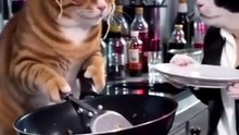 FUNNY CATS COOKING NOODLES FOR BREAKFAST #shorts #tiktok #reels