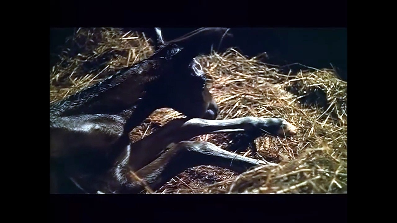 Prince noir (1971) - Bande annonce
