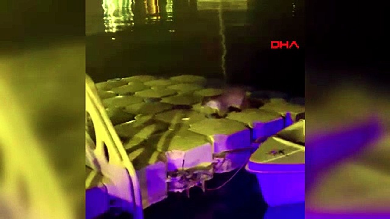 Zonguldak'ta iskeleye çıkan su samurlarını balıkla beslediler