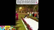 📺🐶 Sauvée de maltraitance, cette chienne était demoiselle d'honneur au mariage 💍 de sa nouvelle propriétaire 🥺❤️🎬ABONNES-TOI & METS UN COM' STP MERCI📺🙏😉😎💖