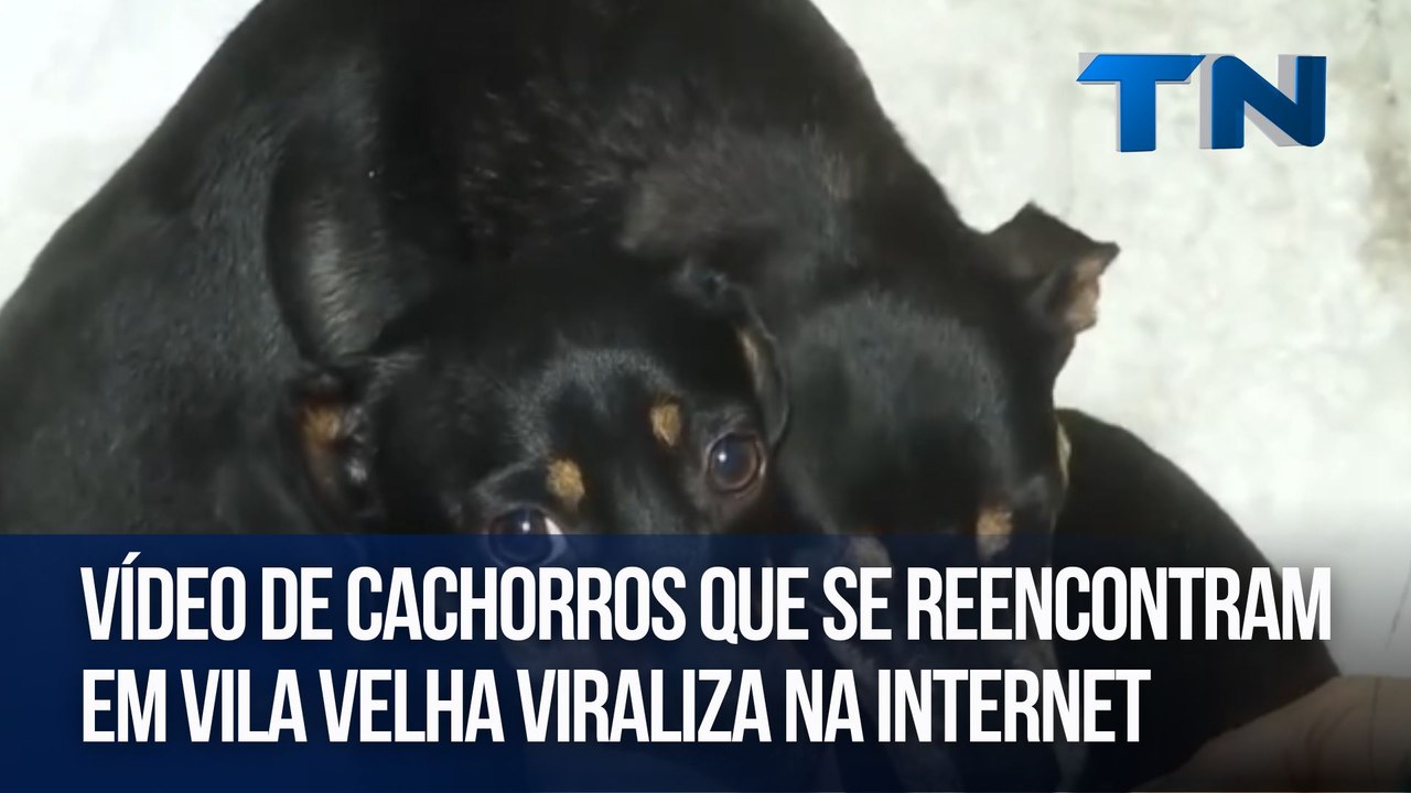 Vídeo de cachorros que se reencontram em Vila Velha viraliza na internet