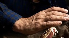 Deadly Rattlesnake Attack in Slow Motion!