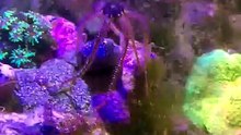 Shakira Starfish Dance 💃 | Stunning Sea Star Performance That Everyone Is Watching!