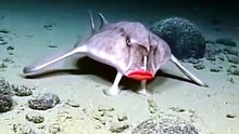 Meet the Red-Lipped Batfish 😱 The Strangest Fish You'll Ever See! | Red-Lipped Batfish (Ogcocephalus darwini)