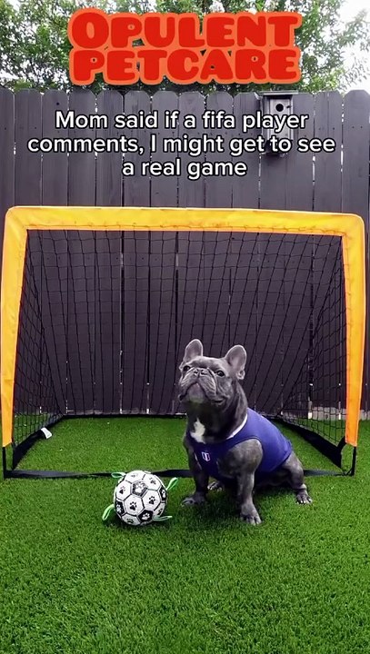 FIFA World 2026 Dog Football Toy – Paw-Print Soccer Ball for Dogs
