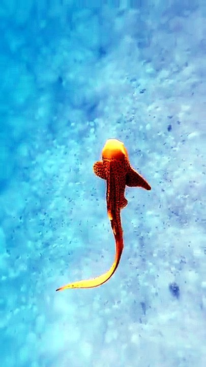 The Ocean's Quiet Masterpiece 🌊 | The Most Beautiful Underwater World You'll Ever See 🐠