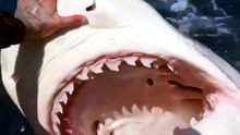 Tiger Shark Gets Too Close 😱 Watch This Incredible Shark Redirect Technique!