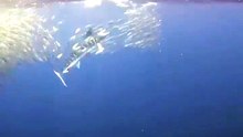 Striped Marlin Fights Back! Two Hungry Sea Lions Try to Steal Its Catch 🐟🦭