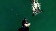 Southern Right Whales Spotted at Tathra 🐋  Incredible Whale Watching Moment You Have to See!