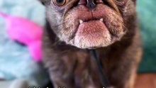 Pug kingdom bulletin