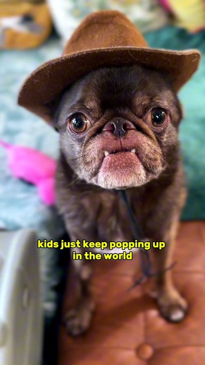Pug kingdom bulletin