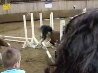 les shetlands en CSO ^^