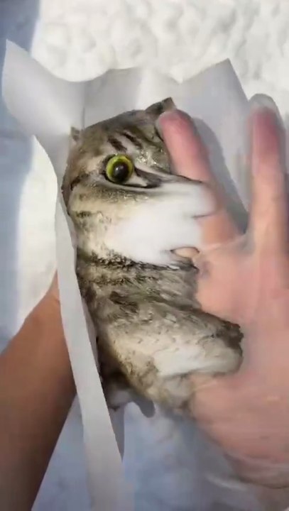 Cute Squizzy Cat Toy #cat #foryou #trending #foryoupage #fyp #viral #shorts #reels #animals #pets #dailymotion