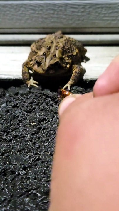 Slo-mo Toad