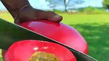 Meet the Red Young Coconut—beautiful on the outside 🥥❤️✨  #reels  #coconut  #CoconutWater  #asmr
