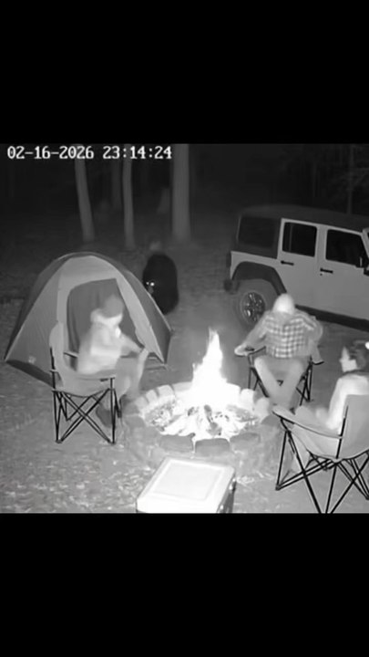 Bear attacks camp